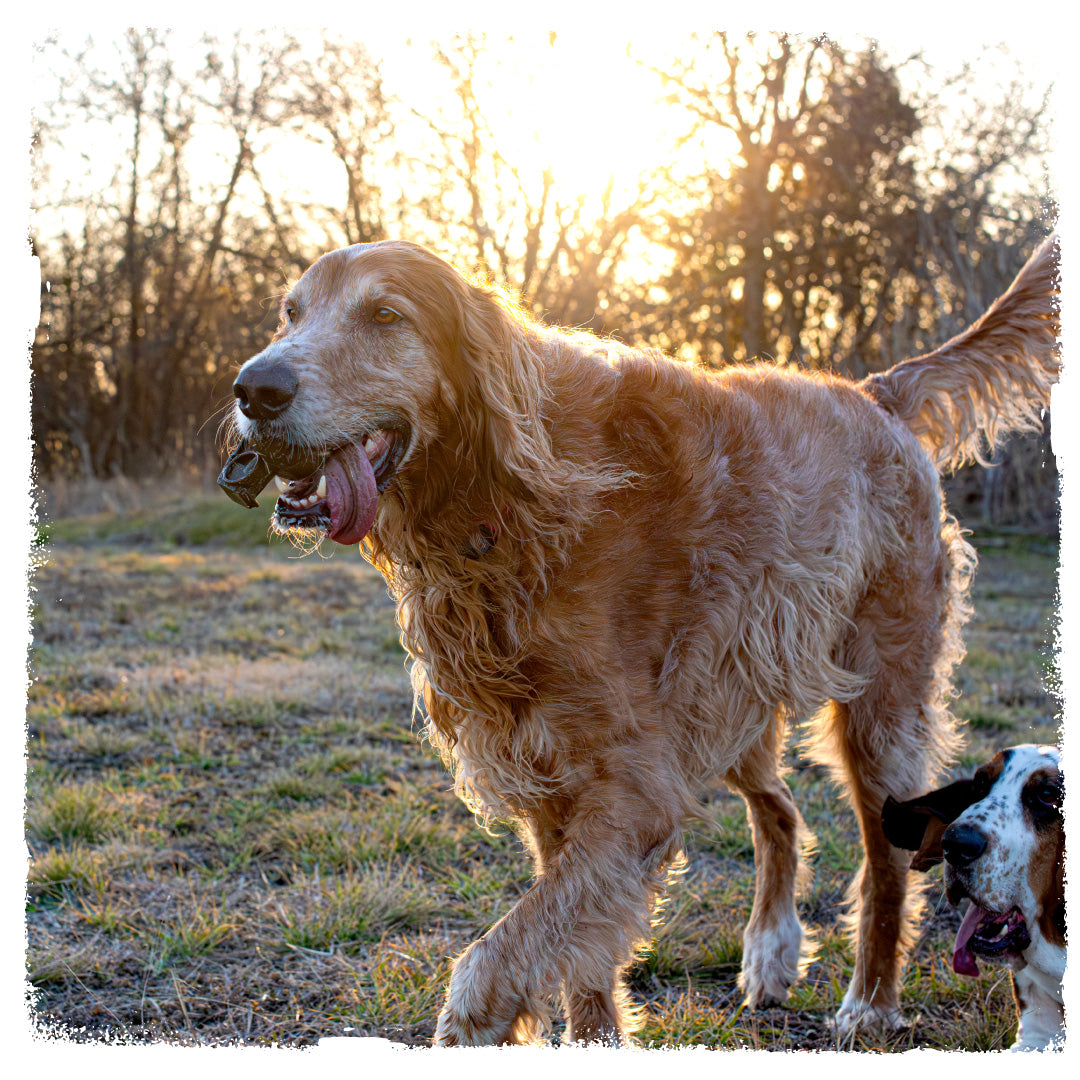 Frag Munch | CHOMP - Dog Toy Replica