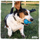 basset hound playing with carbon hound frag munch glow in the dark heavy duty chewer rubber gun magazine dog toy in blue color
