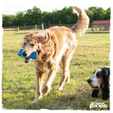 dogs playing with carbon hound mag munch heavy duty rubber gun magazine dog toy in blue color