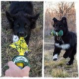 dog playing with a carbon hound mutt-19 m18 smoke grenade dog toy replica in a field
