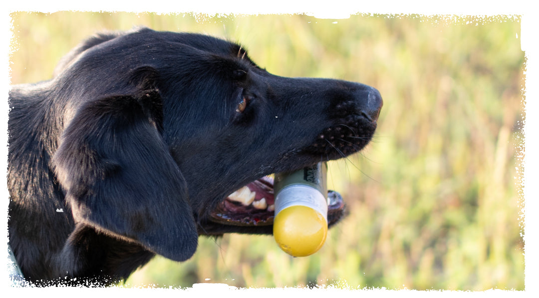 black lab with a carbon hound 40 Mike Mike 40mm HEDP grenade dog toy in his mouth