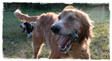 dog with a carbon hound 40 Mike Mike 40mm HEDP grenade dog toy in his mouth