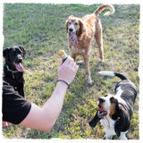 three dogs playing with a carbon hound 40 Mike Mike 40mm HEDP grenade dog toy in a field