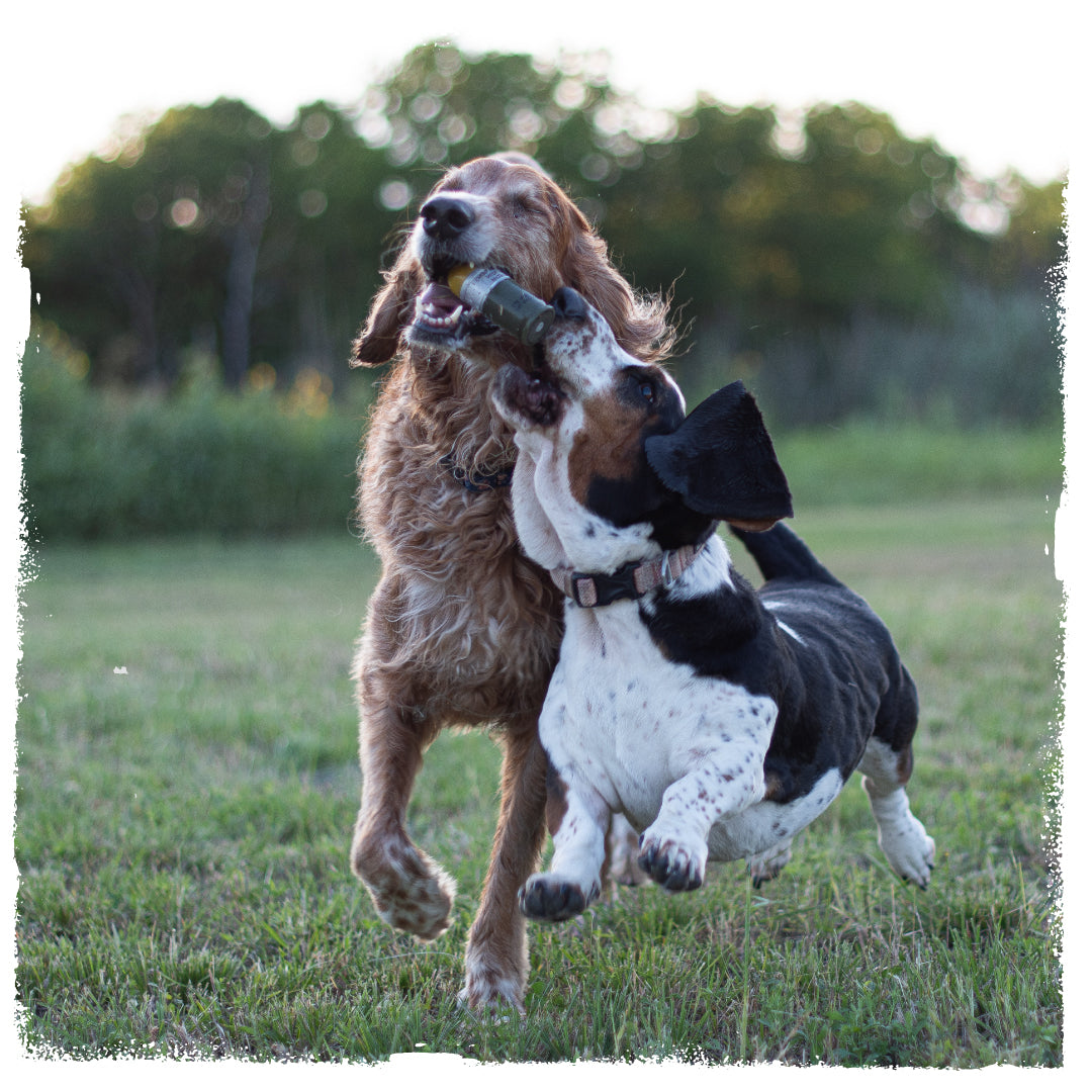 two dogs playing with a carbon hound 40 Mike Mike 40mm HEDP grenade dog toy in a field