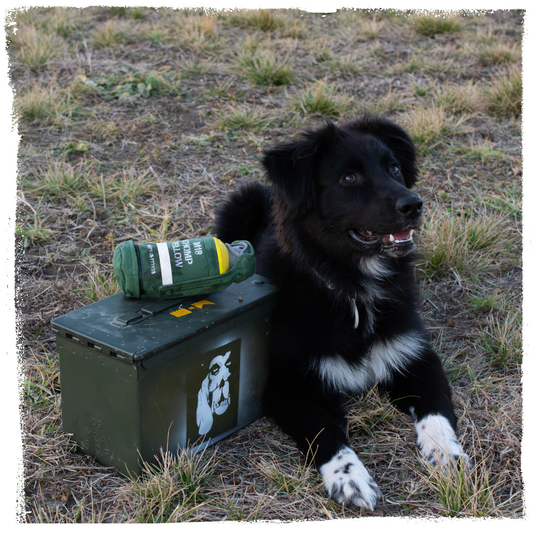 dog sitting next to a green ammunition box with a carbon hound mutt-19 m18 smoke grenade dog toy replica on grass