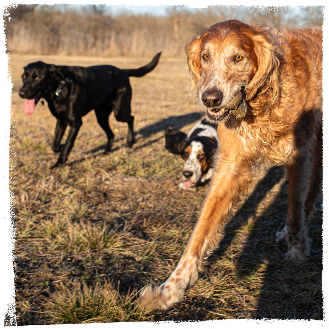 Frag Munch | CHOMP - Dog Toy Replica