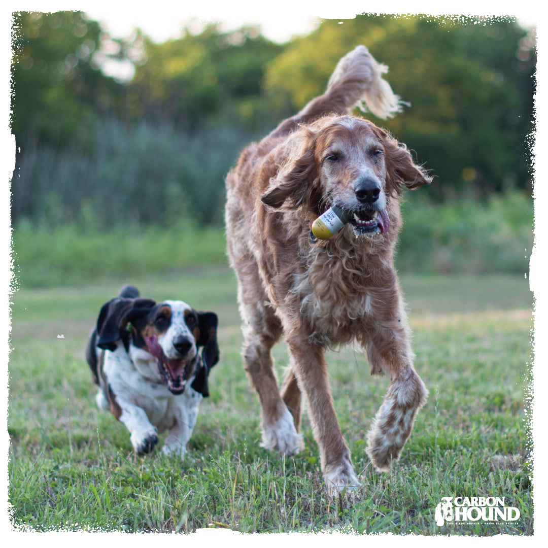 40 Mike Mike (2X) | CHOMP - Dog Toy Replicas – Carbon Hound