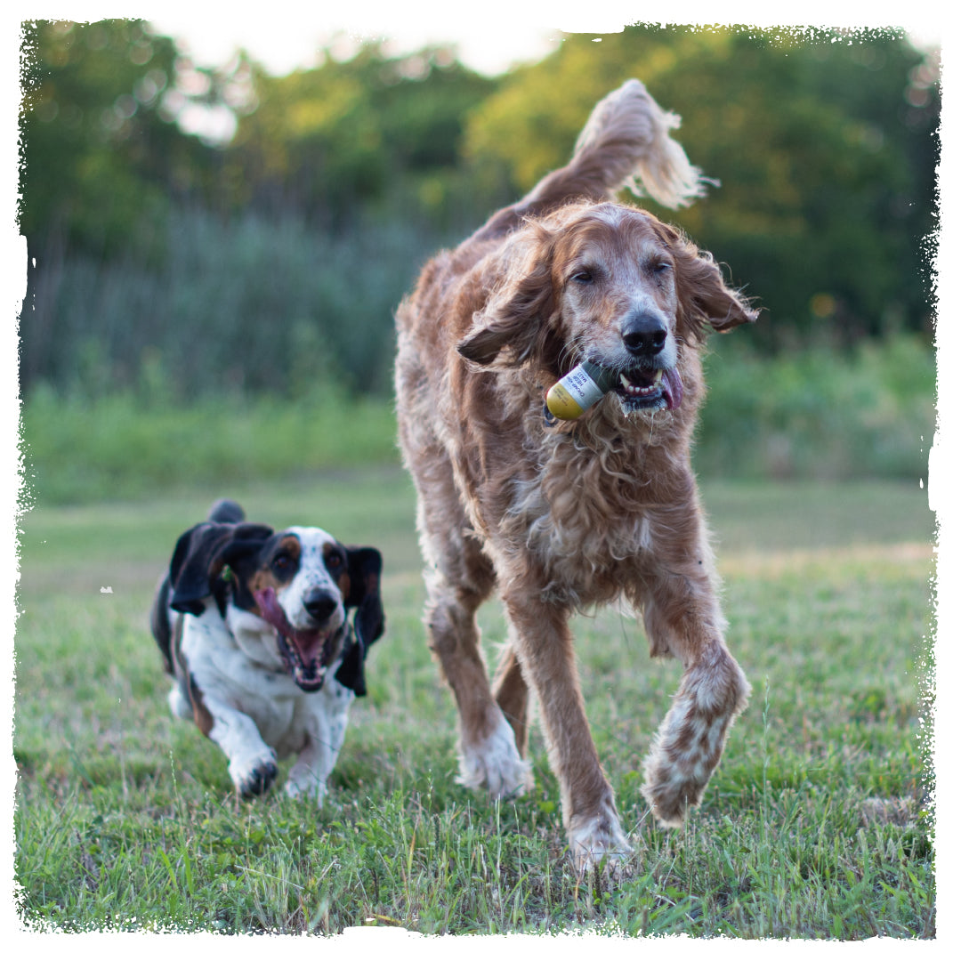two dogs playing with a carbon hound 40 Mike Mike 40mm HEDP grenade dog toy 
