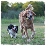 two dogs playing with a carbon hound 40 Mike Mike 40mm HEDP grenade dog toy 