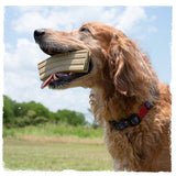 dog with a carbon hound mag munch rifle magazine dog toy in his mouth