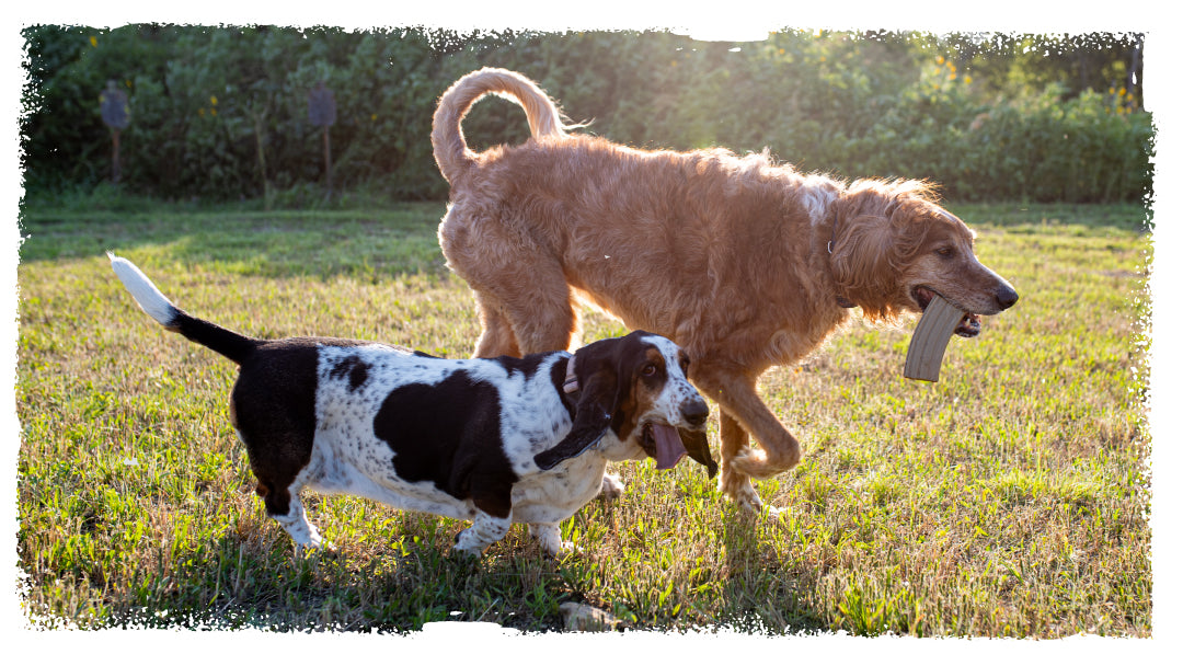two dogs playing in a field with a carbon hound mag munch rifle magazine dog toy in ones mouth