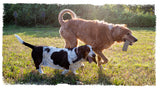 two dogs playing in a field with a carbon hound mag munch rifle magazine dog toy in ones mouth