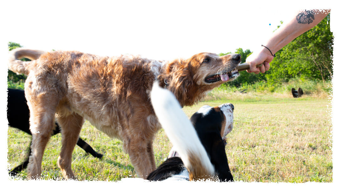 dog with a carbon hound mag munch rifle magazine dog toy in his mouth and a human holding the other end