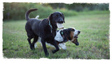 dogs with a carbon hound mag munch rifle magazine dog toy in his mouth and another dog running alongside him on grass