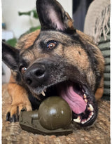 A German Shepherd or Belgian Malinois playfully biting and chewing a carbon hound frag much grenade dog toy that is green in color and made of rubber